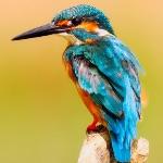 为什么棘皮动物比软体动物 节肢动物还要高等，可是为什么没有进化出眼睛呢？