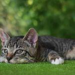 如果不考虑给猫留面子，是猫的反应快还是人的反应快？