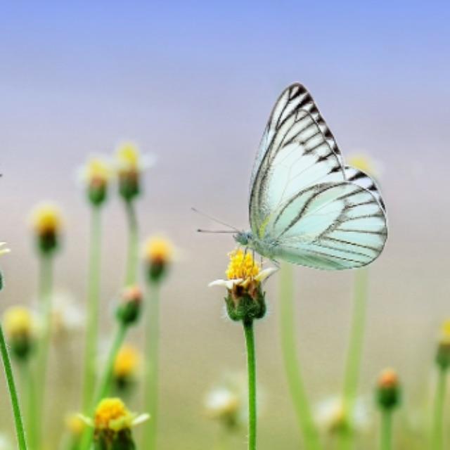 见过但叫不出名字的昆虫