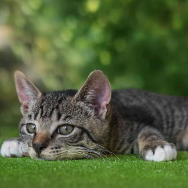 如果不考虑给猫留面子，是猫的反应快还是人的反应快？