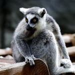 为什么人类的毛发不像禽类一样疏水？