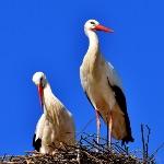 为何要进化出脖子这一易受攻击的部位？