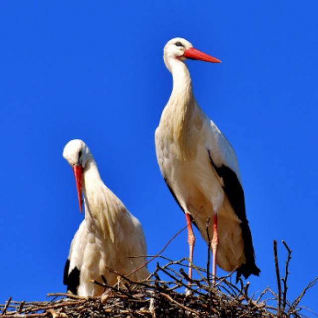 为何要进化出脖子这一易受攻击的部位？