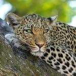 为什么陆地上常见的动物都是两个鼻孔？