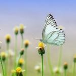 见过但叫不出名字的昆虫