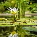 小事 · 在一片洼地倒下一湖水，没有任何生物，十年后湖里会有生物吗？