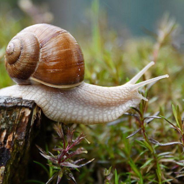 「蜗牛」是如何在漫长的进化中生存下来的,这类生物在各方面有何优势与劣势?