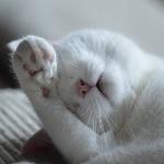 人为什么要睡觉？