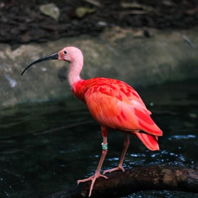 动物为什么要进化出大脑（智慧）？