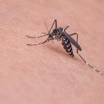 蚊子为什么不会被雨滴砸死？