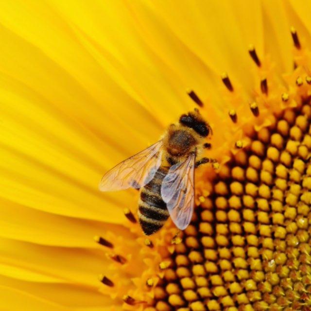 蜜蜂蜇人后一定会死掉吗?它自己知道蜇人后可能会死掉吗?