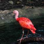 动物为什么要进化出大脑（智慧）？