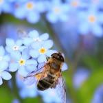 蜜蜂蜇人后一定会死掉吗？它自己知道蜇人后可能会死掉吗？