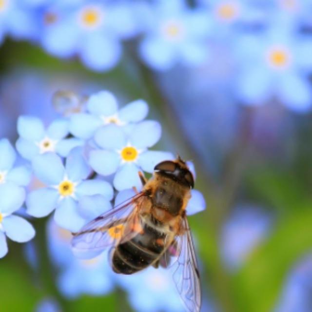 蜜蜂蜇人后一定会死掉吗？它自己知道蜇人后可能会死掉吗？