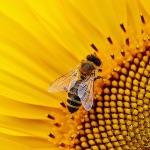 蜜蜂蜇人后一定会死掉吗？它自己知道蜇人后可能会死掉吗？