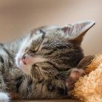 既然是自然选择，为什么动植物们没因为进化变得非常难吃？