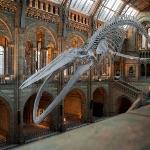 为什么地球上不存在巨兽？