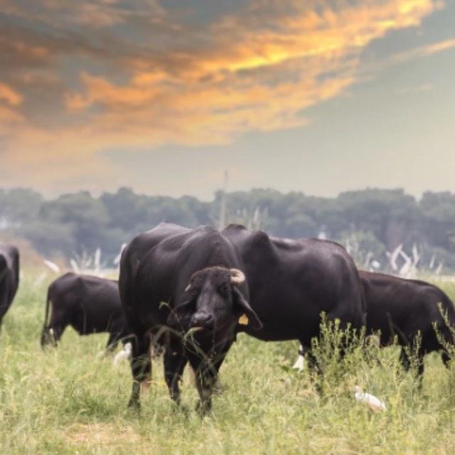 为什么欧洲用马耕地而不是牛？