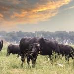 为什么欧洲用马耕地而不是牛？