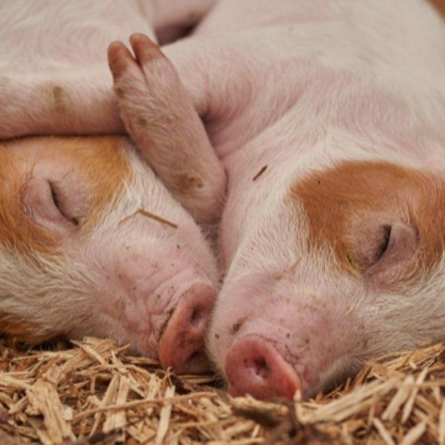 我国医生成功将猪肾移植人体，即刻产生尿液，移植肾已持续工作 9 天，功能良好，这一突破具有哪些意义？