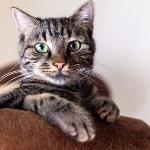 养猪场里为什么不能养猫？