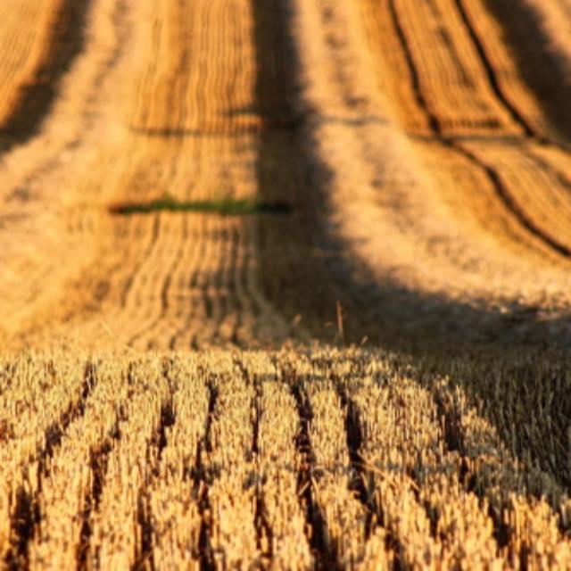 为什么魏晋南北朝历史普及程度低？