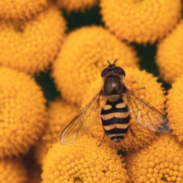 为什么昆虫都长得很敷衍?