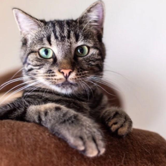 养猪场里为什么不能养猫？