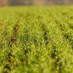 京奉/北宁铁路新河站（现塘沽站）站址考