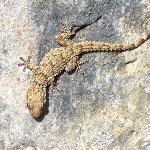 壁虎可以无限次地断尾求生吗？