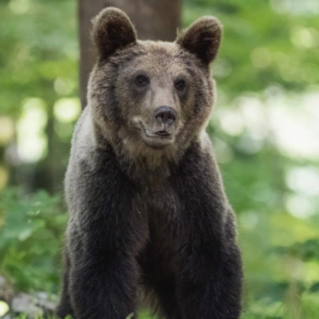 动物能尝出人类食物的美味吗？