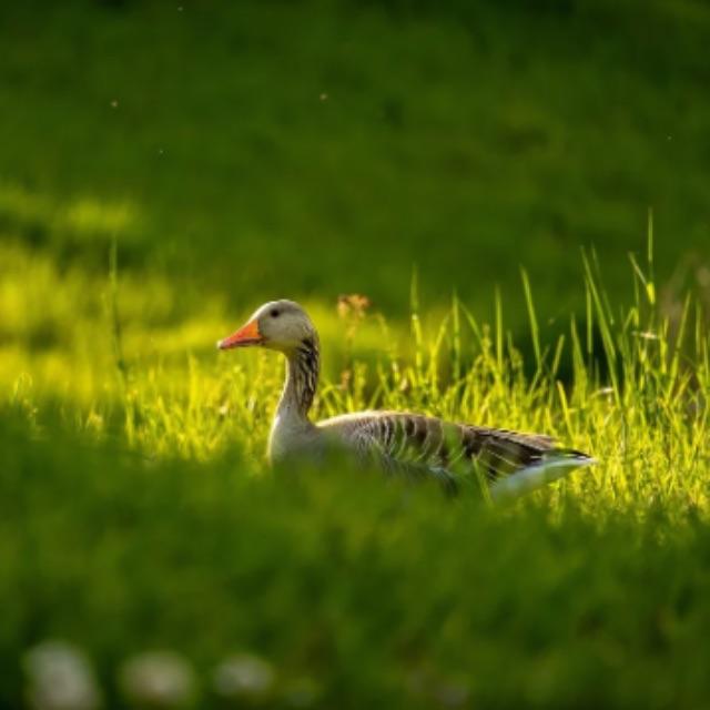 如何深度理解《哈尔的移动城堡》？