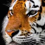 食草动物的眼睛/眼神看起来是不是比食肉动物「呆」？