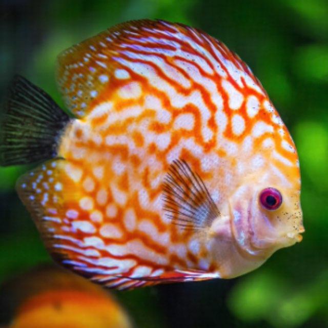 鱼在水里,它会口渴吗?