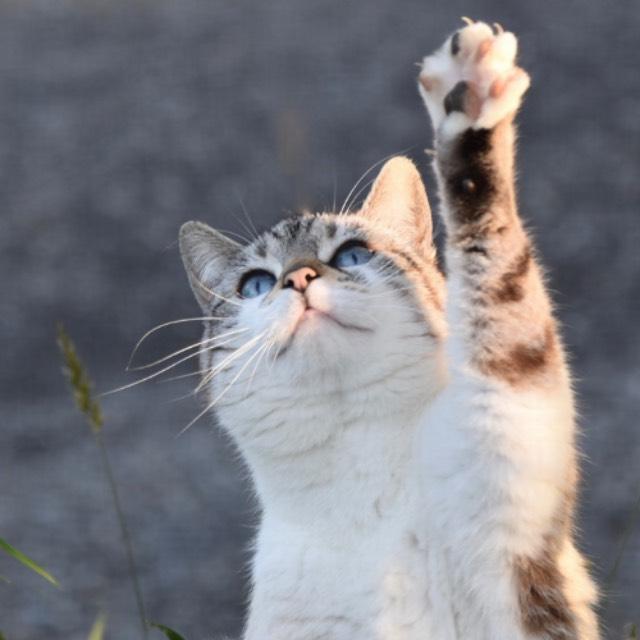 食肉目·猫型亚目