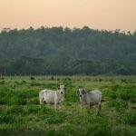 为什么楚国被攻下首都和陪都后还能存活五十余年？