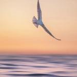 唐朝若是以文官掌军，能不能阻止节度使不受控制的发展？