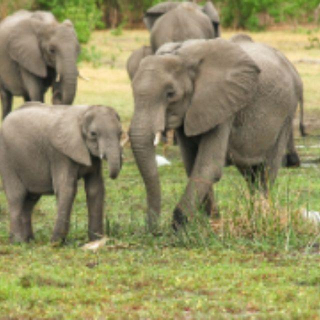 为什么非洲草原存在多种大型猛兽共存的现象？它们为何没被种间竞争淘汰掉？