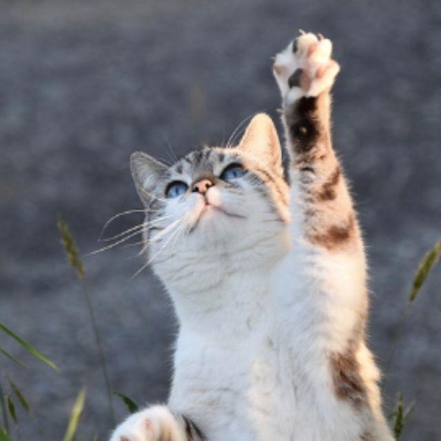 小事 · 小猫知道自己在别人眼中有多可爱吗？