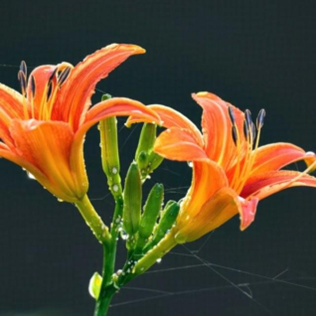 什么是孤子?什么是孤子解?