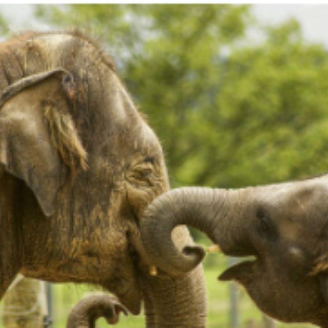 大象为什么会选择站着睡觉而不是躺下？