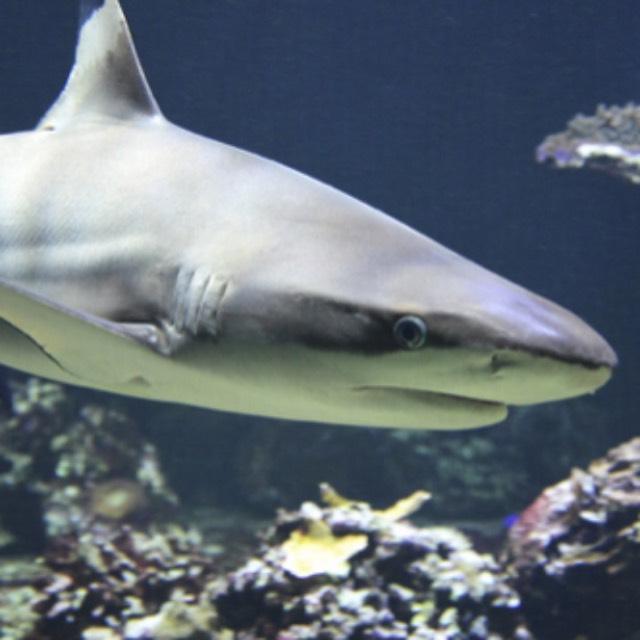 鲨鱼是怎么拉屎的？