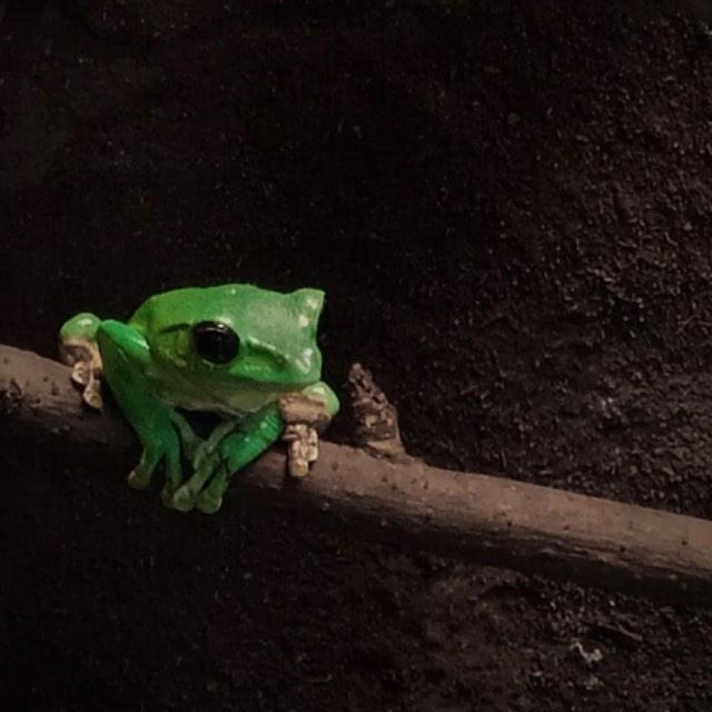 恐龙是热血动物还是冷血动物？