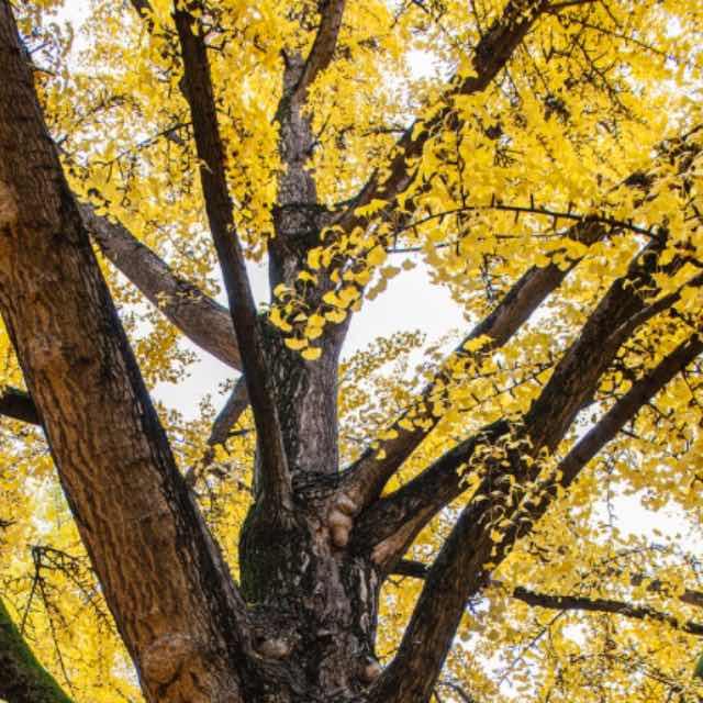 为什么银杏和水杉被称为活化石？