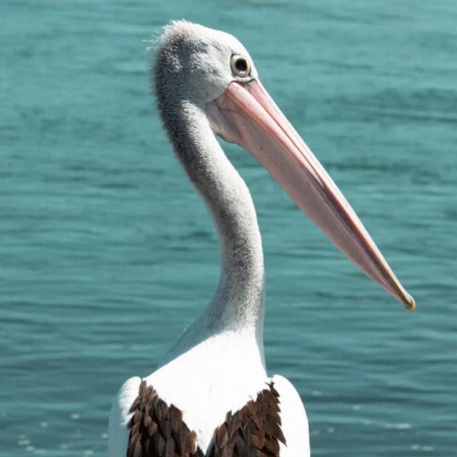 你们都在城市里见过什么野生动物?