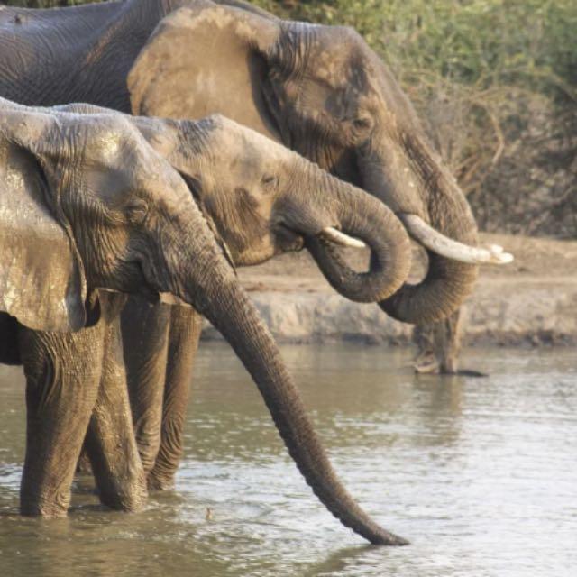 动物有哪些冷知识？