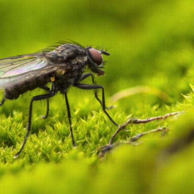 如何预判苍蝇的走位？