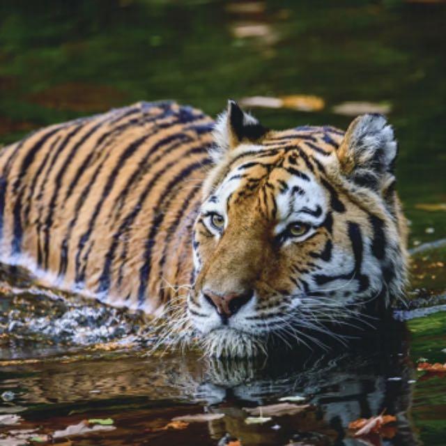 动物吃东西也能品尝出味道么？