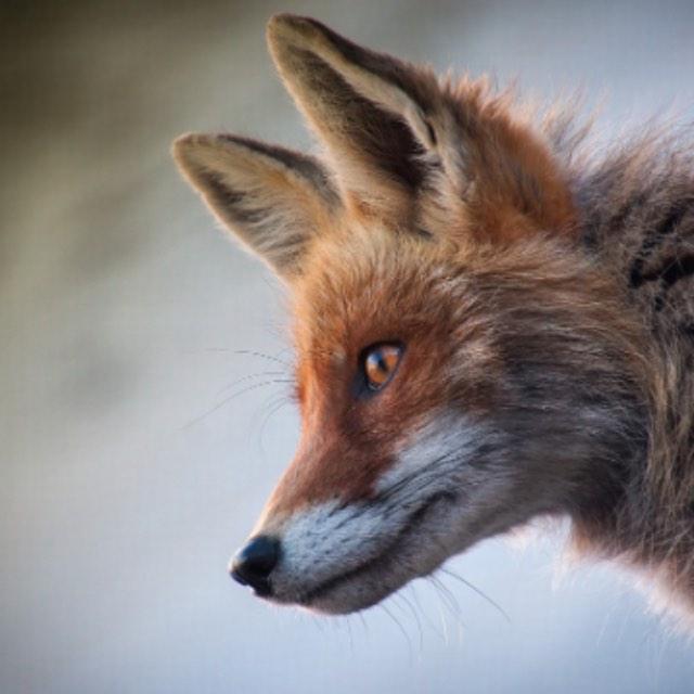 有哪些看起来不像地球生物，但又确实生在地球的动物？