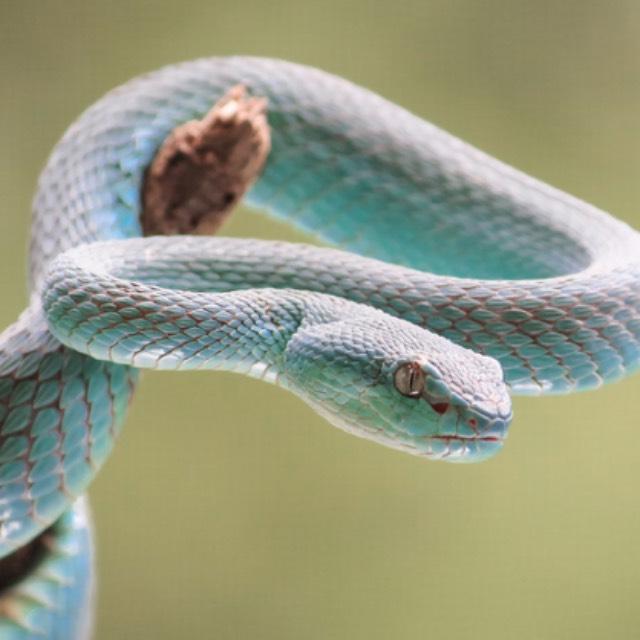 世界上最大的蛇有多大？